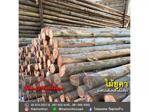 ไม้ยูคา